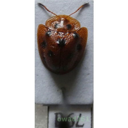 Cassidae sp. Philippines79d